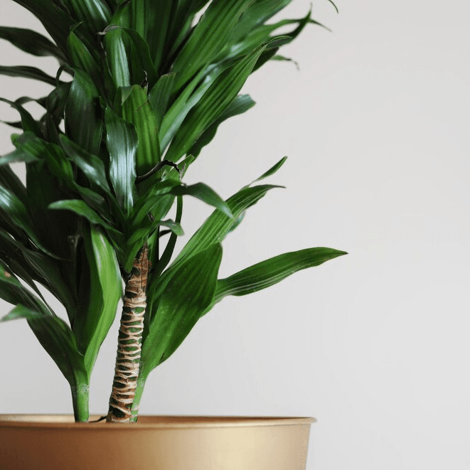 About Plant